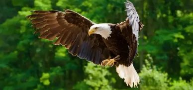 Fauna Wołyńskiego Parku Narodowego Fauna parku