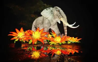 Festiwali Ogród Świateł Wrocław Ogród świateł Wrocław